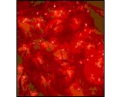 a3a235579c2411ebbb166466b3016d90_042123bd9c4311ebbb166466b3016d90